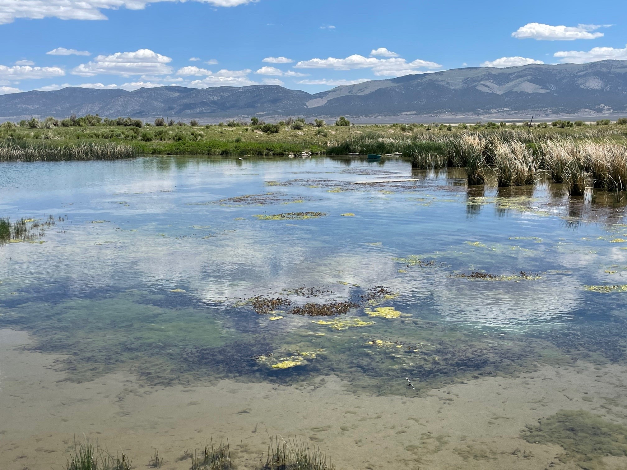 Ralph's Warm Springs, NV (C. Albano, DRI)