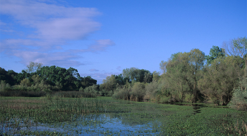 Wetlands framed by a long grove of trees.